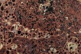 Polished Bauxite (Aluminum Ore) Slab - Australia #221485-1